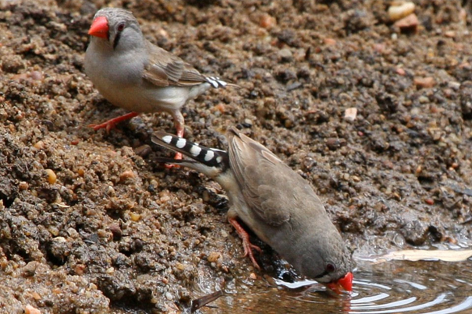 Zebra Finch (Taeniopygia guttata)